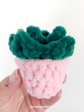 Plush succulent