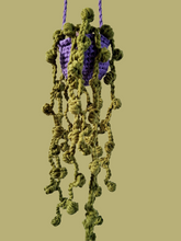 Hanging string of pearls