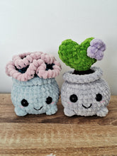 Plush succulent