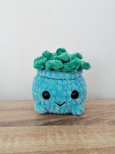Plush succulent