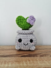 Plush succulent