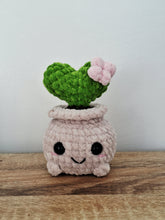 Plush succulent