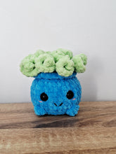 Plush succulent