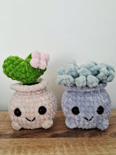 Plush succulent