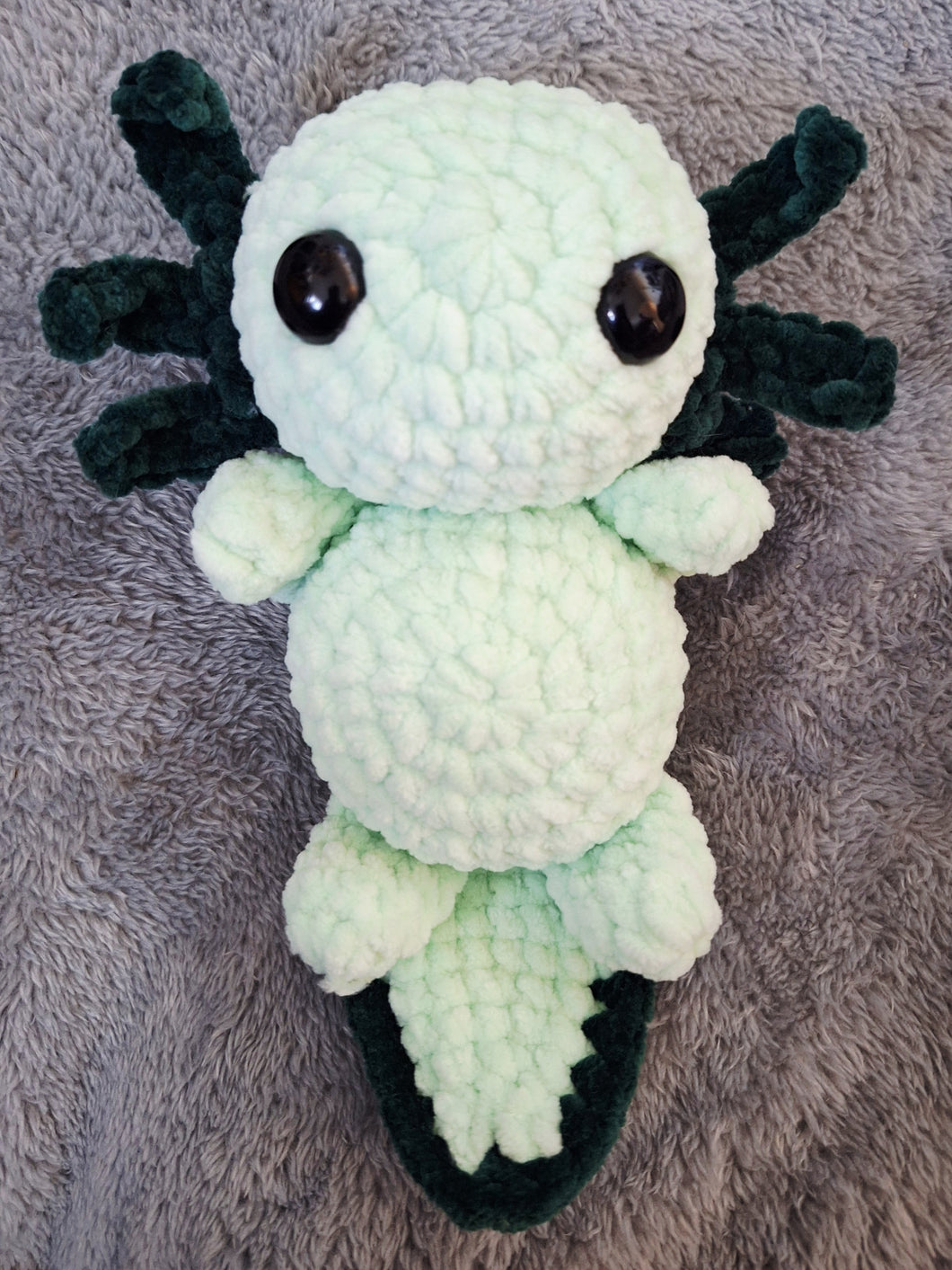 Ava the baby axolotl