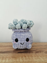 Plush succulent
