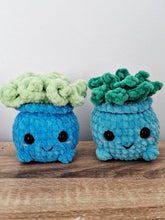 Plush succulent